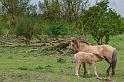 06 Oostvaardersplassen, konikpaarden